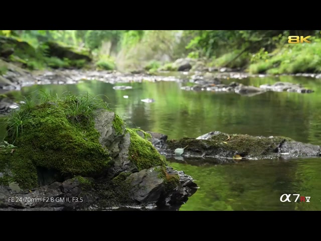 8K Sample Video  Alpha 7R V  Sony  α